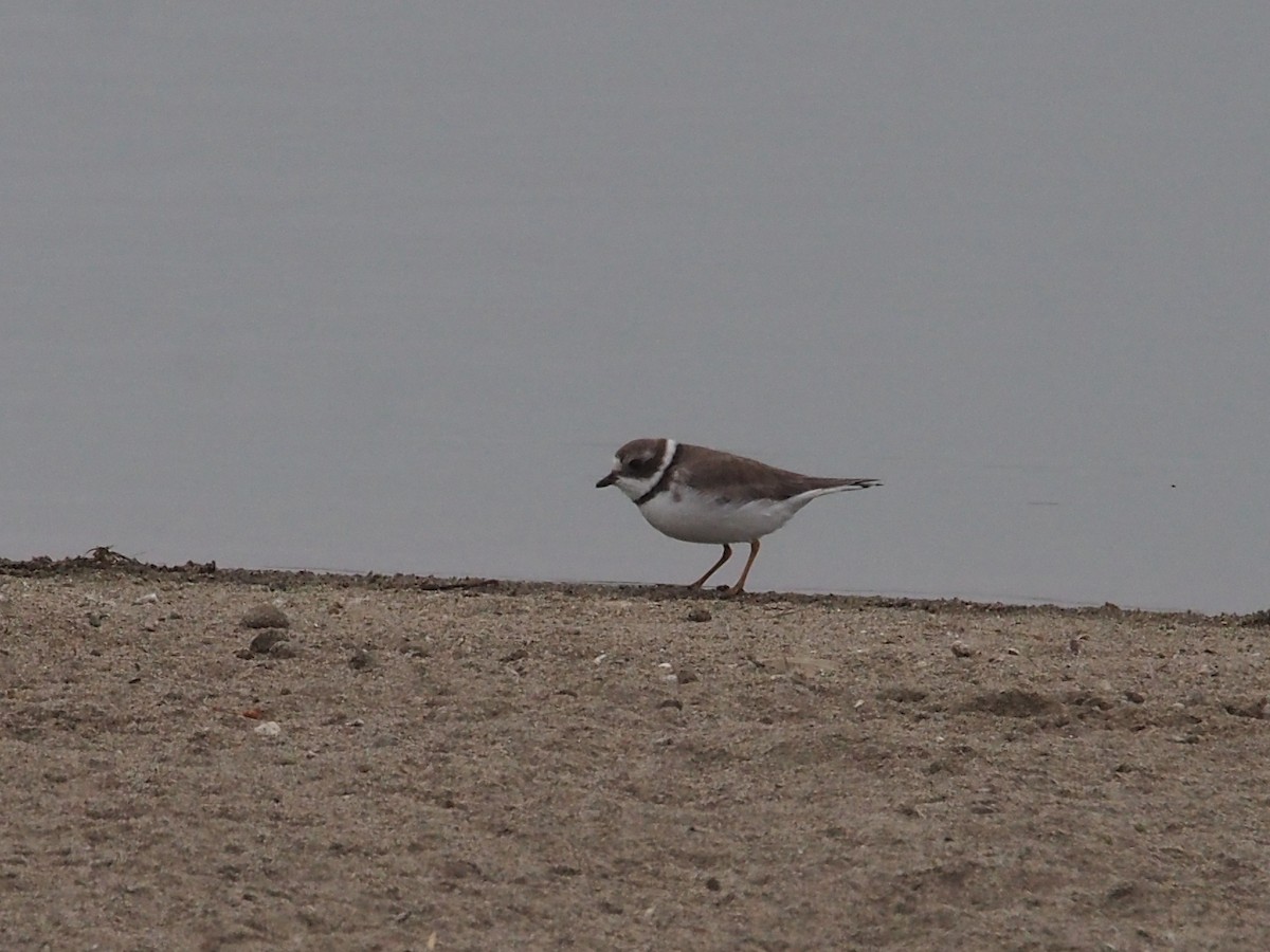 Semipalmated Plover - ML70765031
