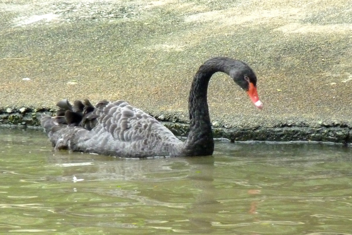 Black Swan - Joseph Hollick