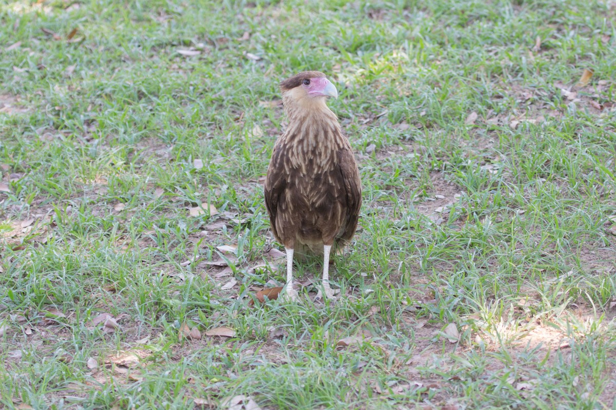 Crested Caracara (Southern) - Lindy Fung