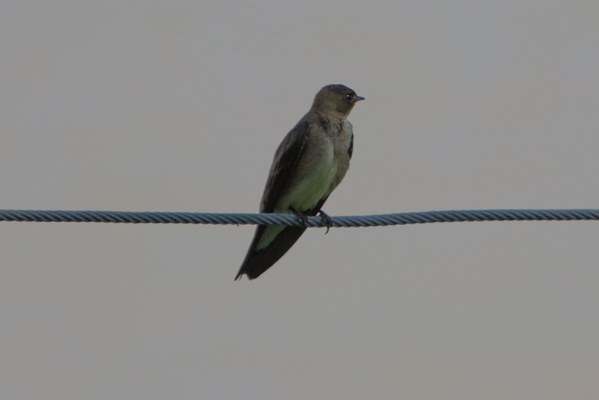 Southern Rough-winged Swallow - ML70766031