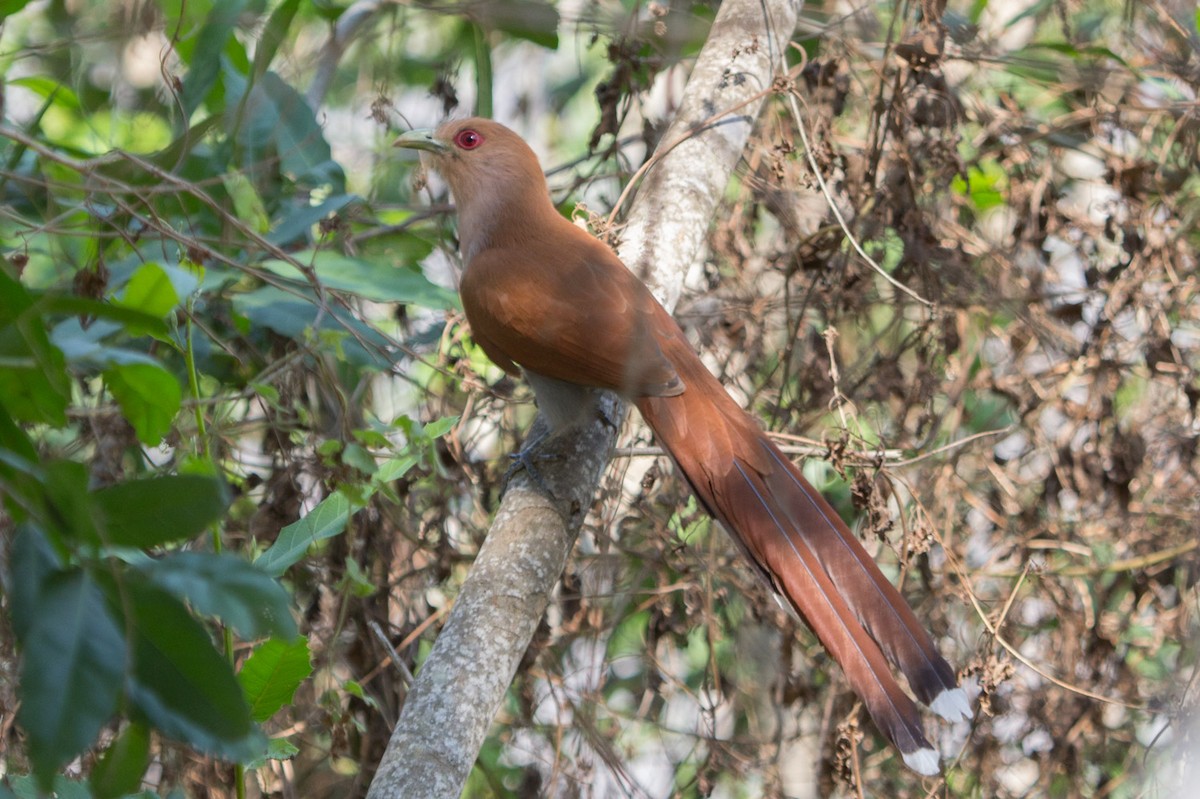 Squirrel Cuckoo - Lindy Fung