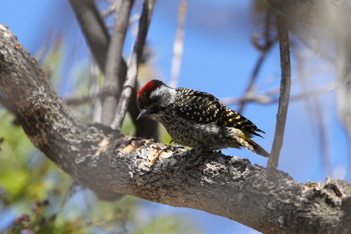 Cardinal Woodpecker - ML70766501