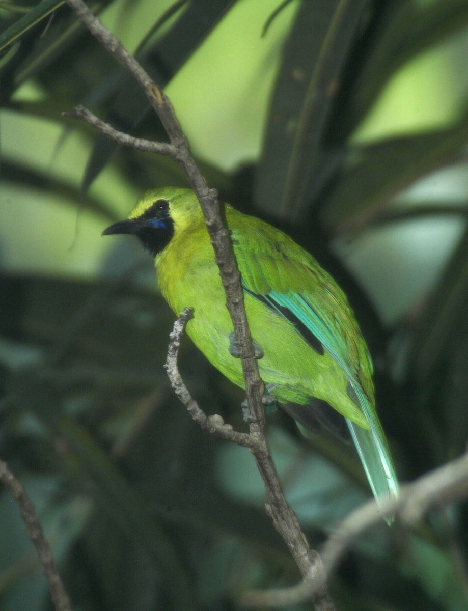 Javan Leafbird - marvin hyett