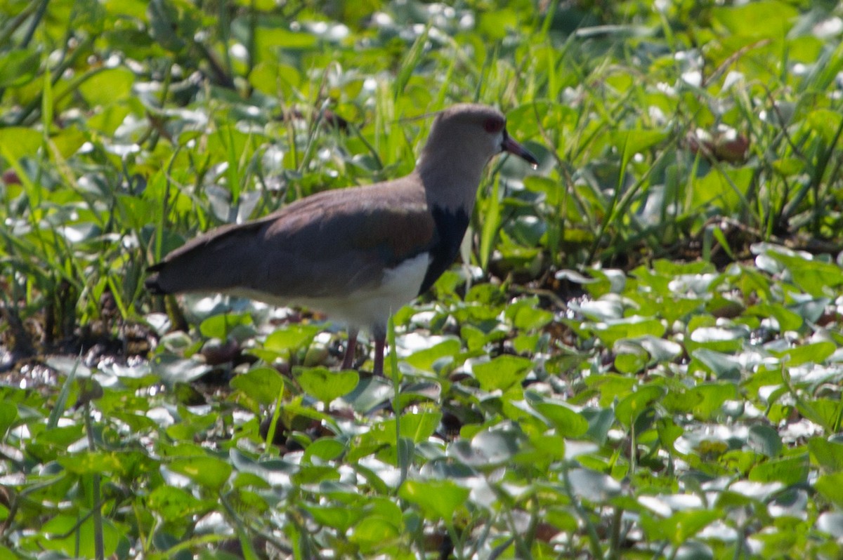 Southern Lapwing - Lindy Fung