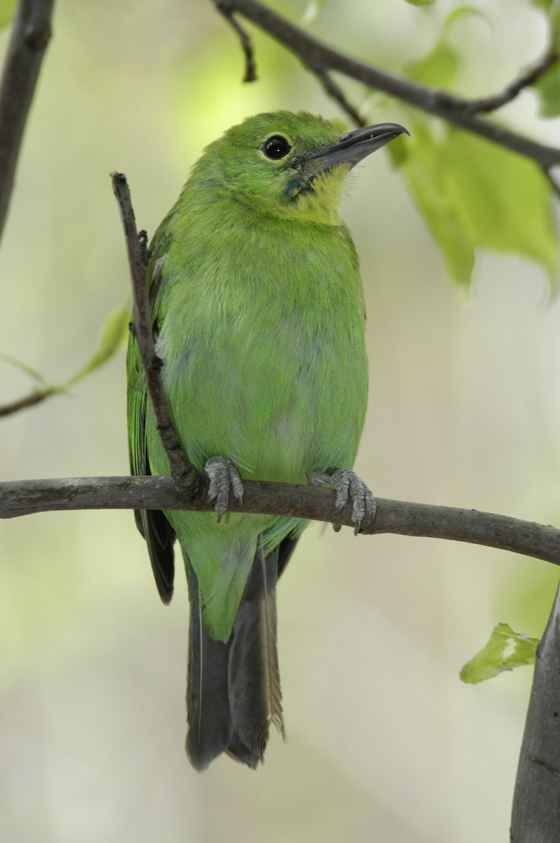 Greater Green Leafbird - marvin hyett
