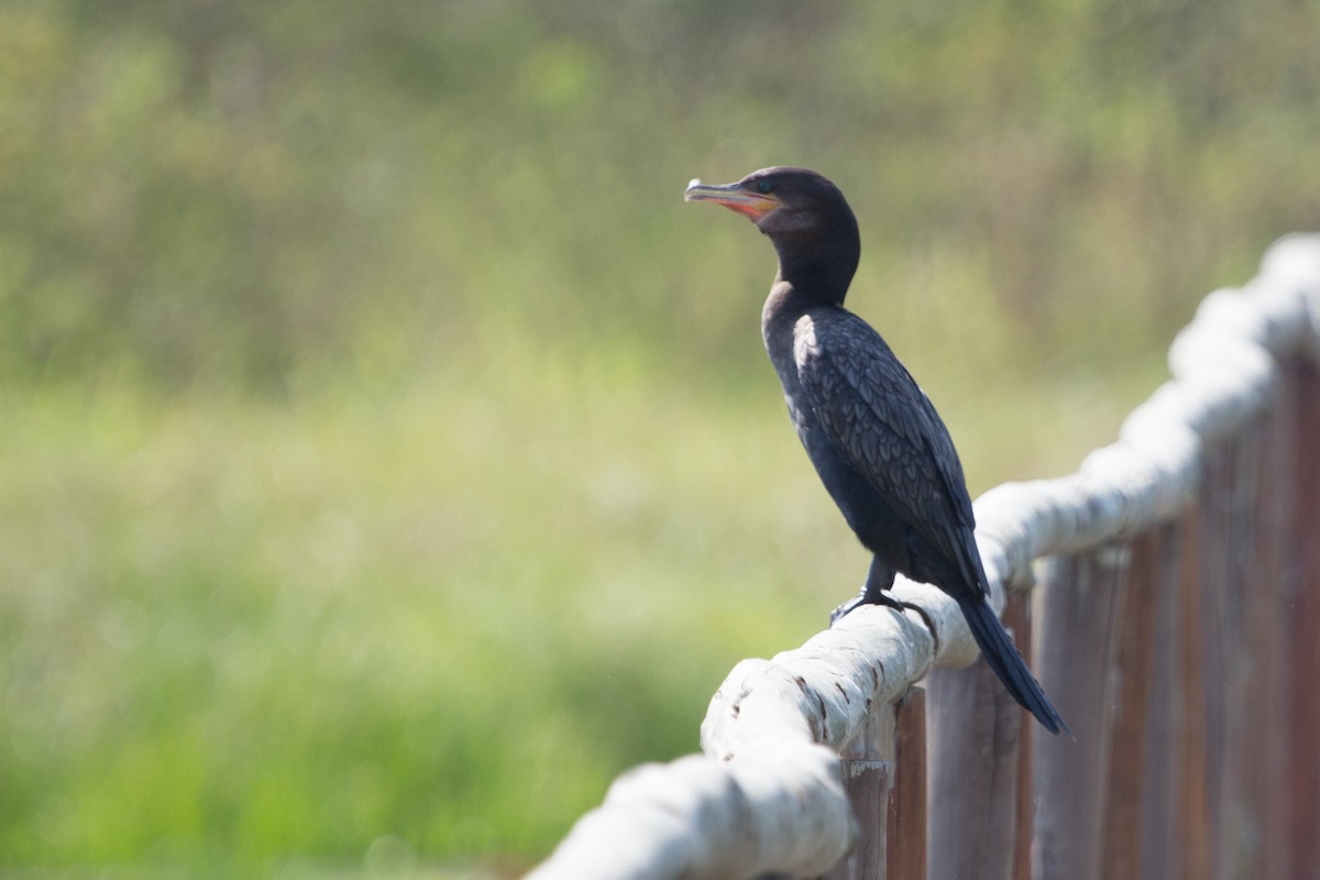 Neotropic Cormorant - Lindy Fung