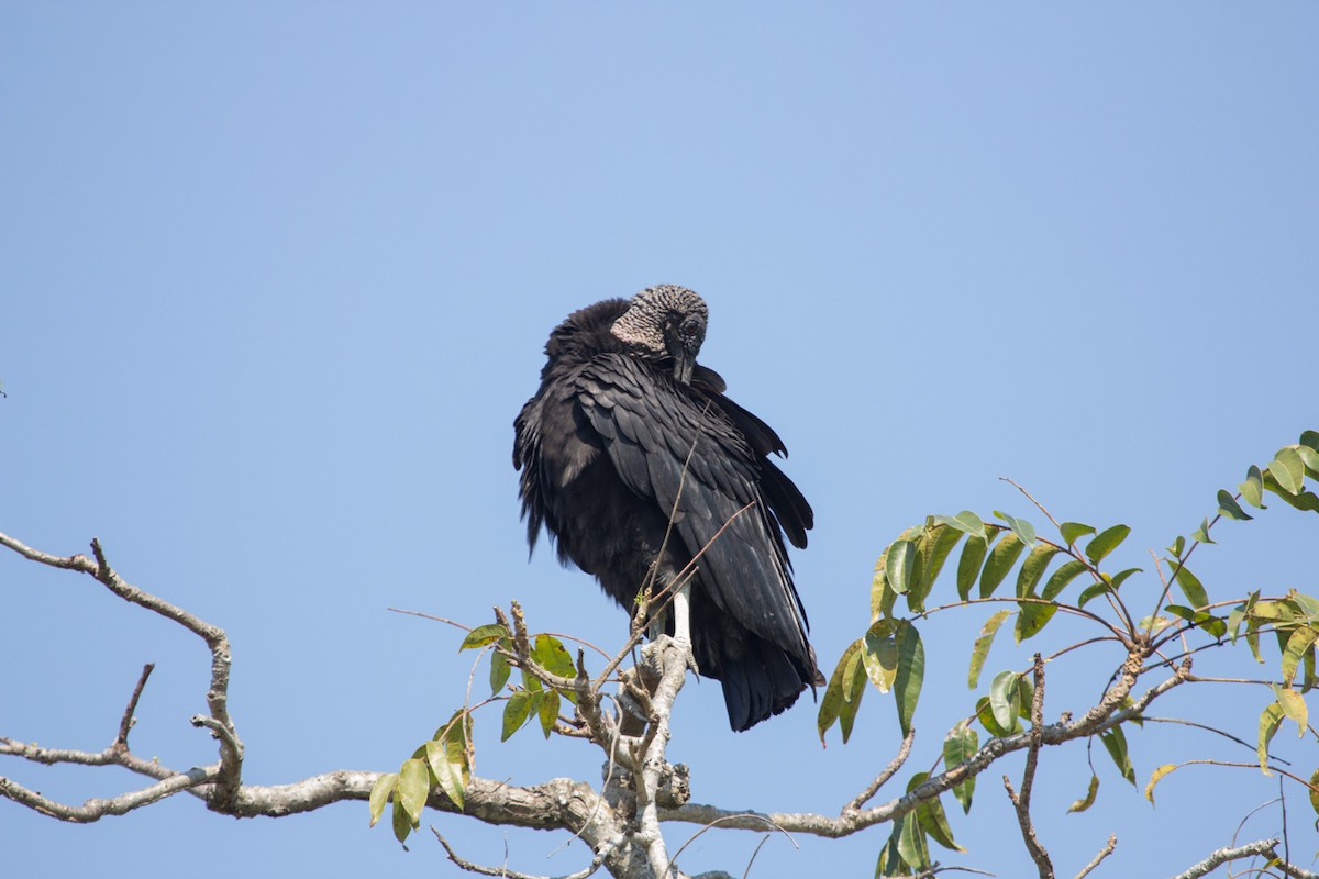 Black Vulture - ML70767401