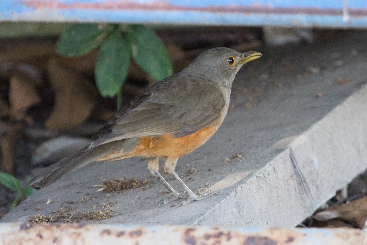 Rufous-bellied Thrush - Lindy Fung