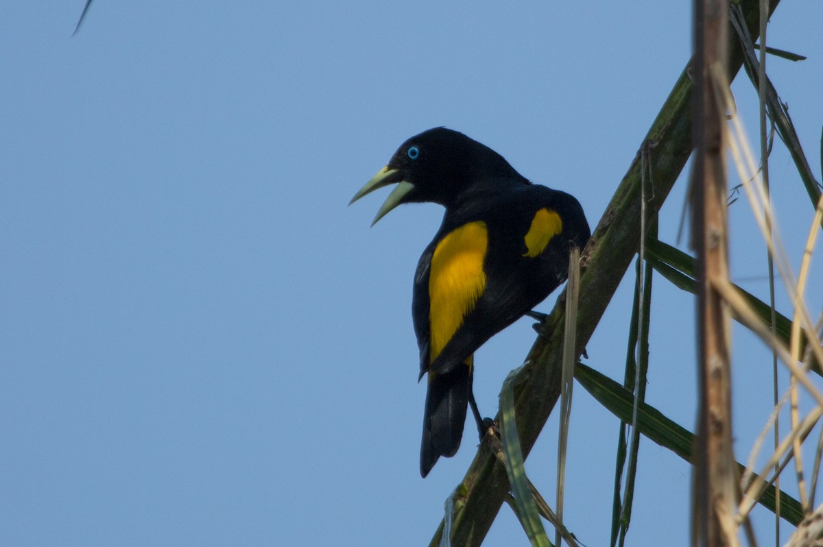 Yellow-rumped Cacique - Lindy Fung