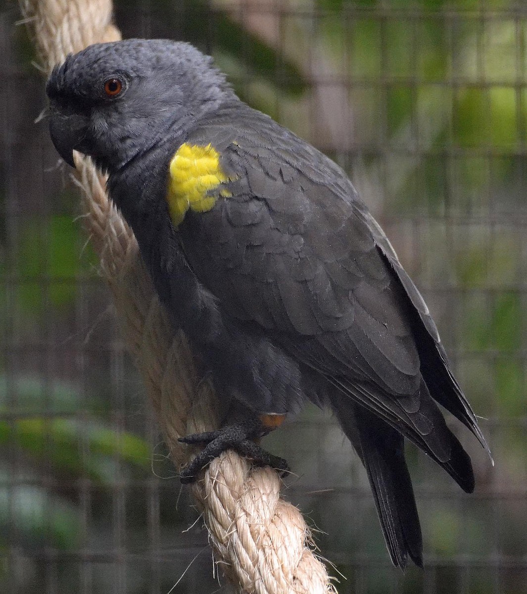 Rüppell's Parrot - A Emmerson