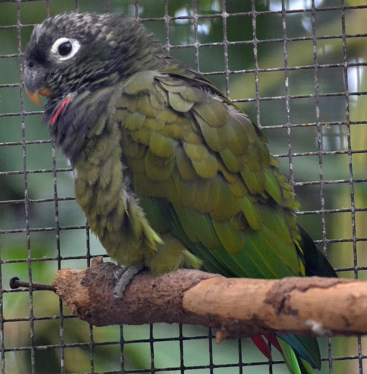 Scaly-headed Parrot - A Emmerson