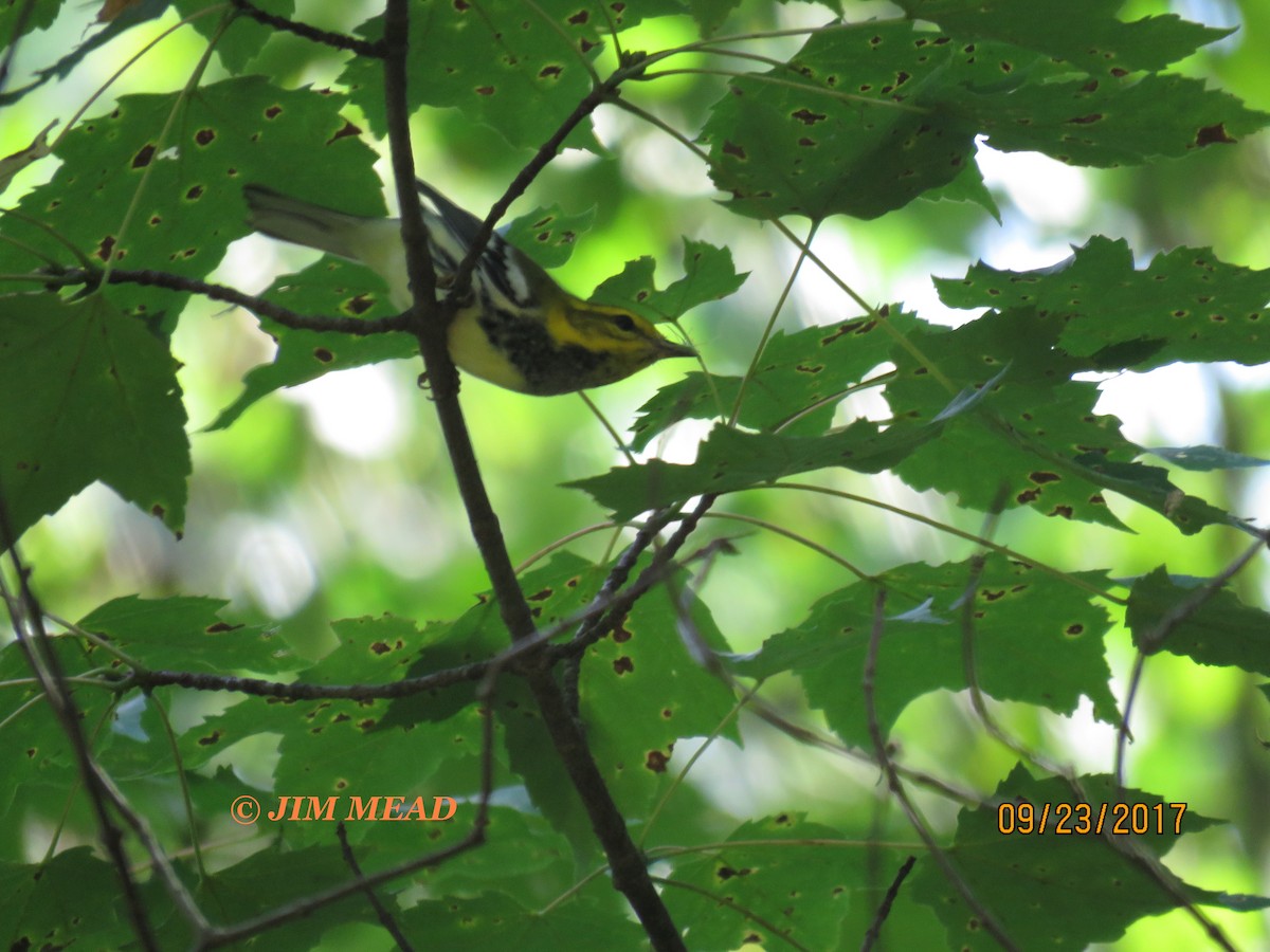 Black-throated Green Warbler - ML70767981