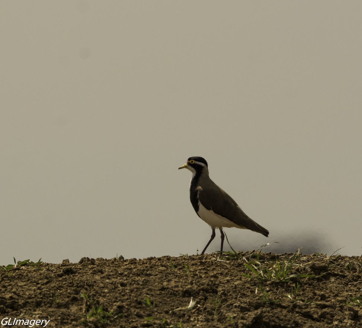 Banded Lapwing - Greg & Jeanette Licence