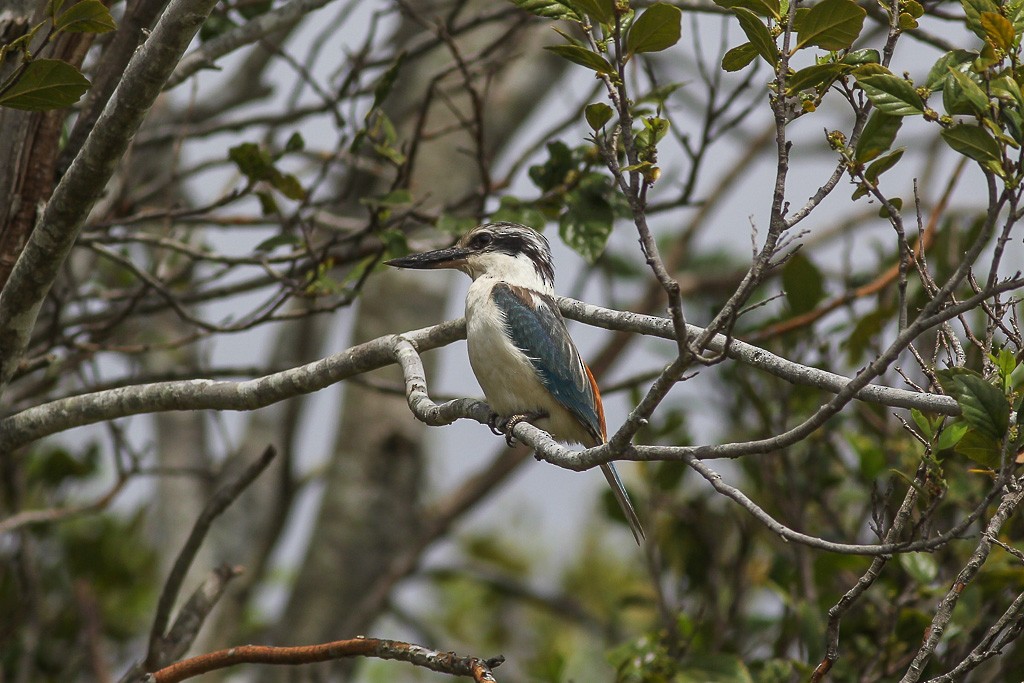 Red-backed Kingfisher - Andrew Naumann