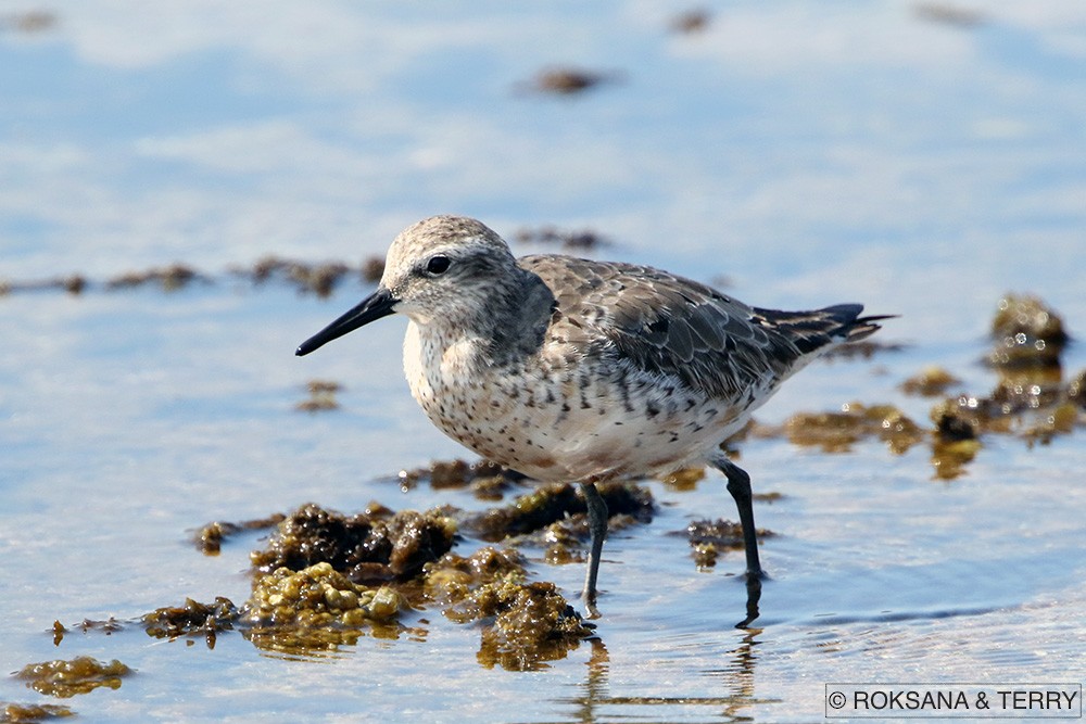 Red Knot - Roksana and Terry