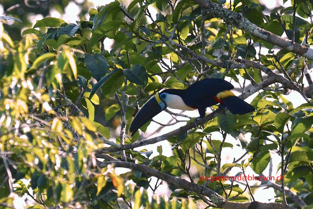 White-throated Toucan (Cuvier's) - Jacques Erard