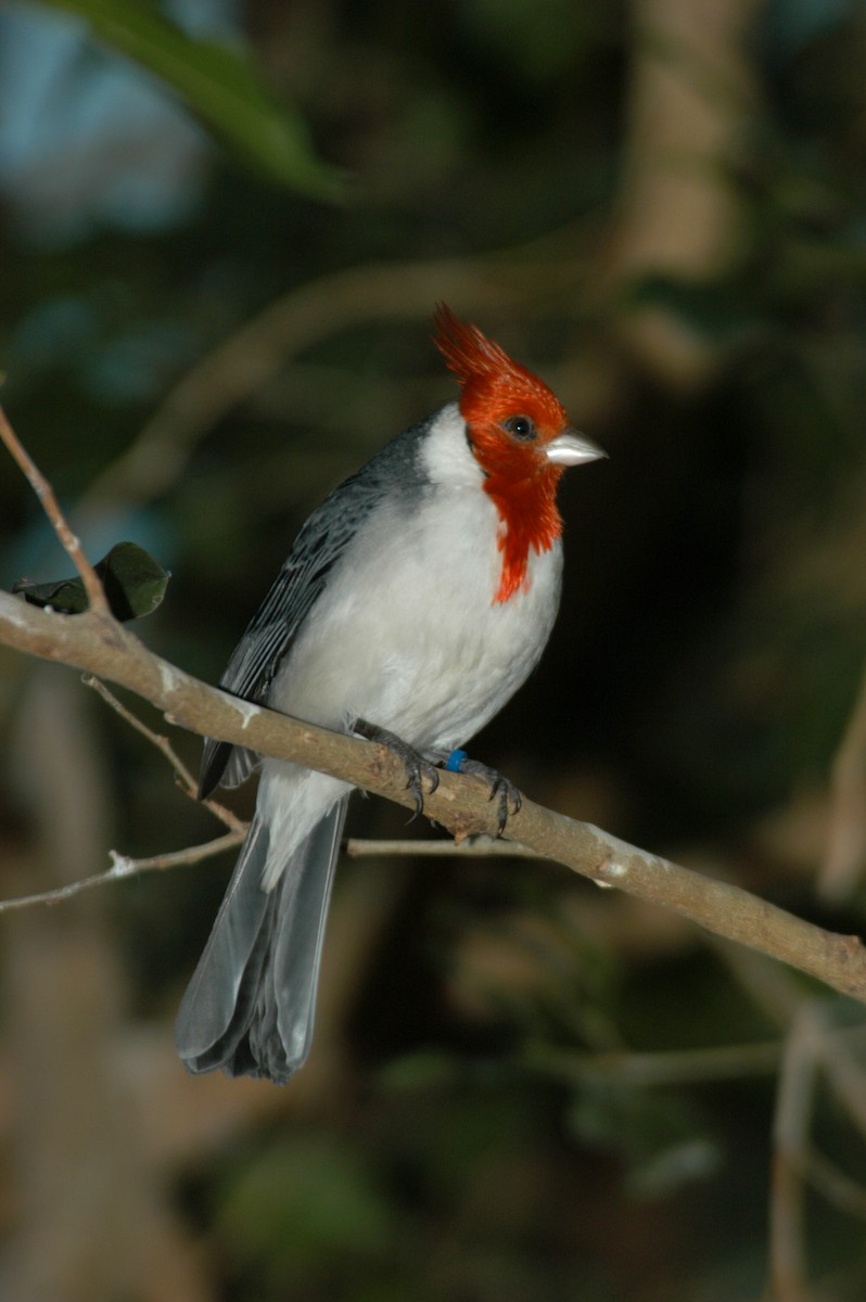 Red-crested Cardinal - marvin hyett