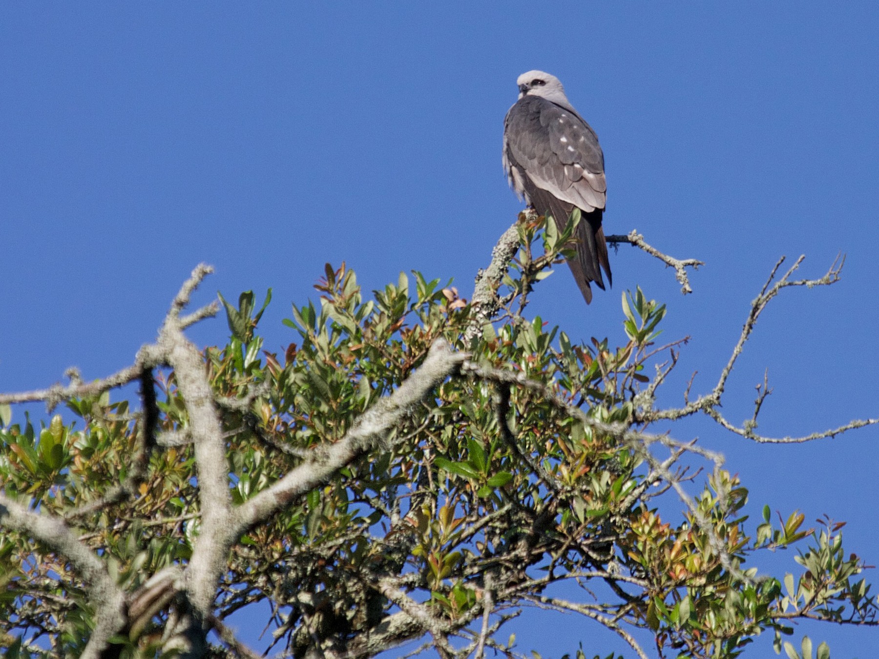 Mississippi Kite - Matt Brady