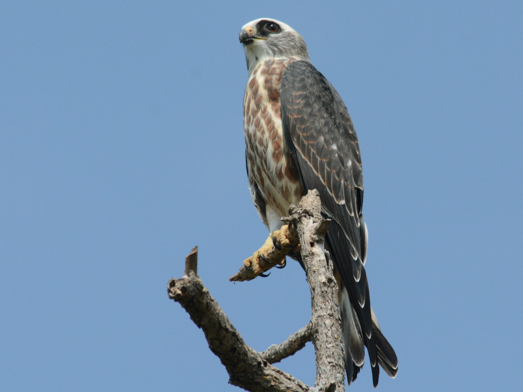 Mississippi Kite - eBird