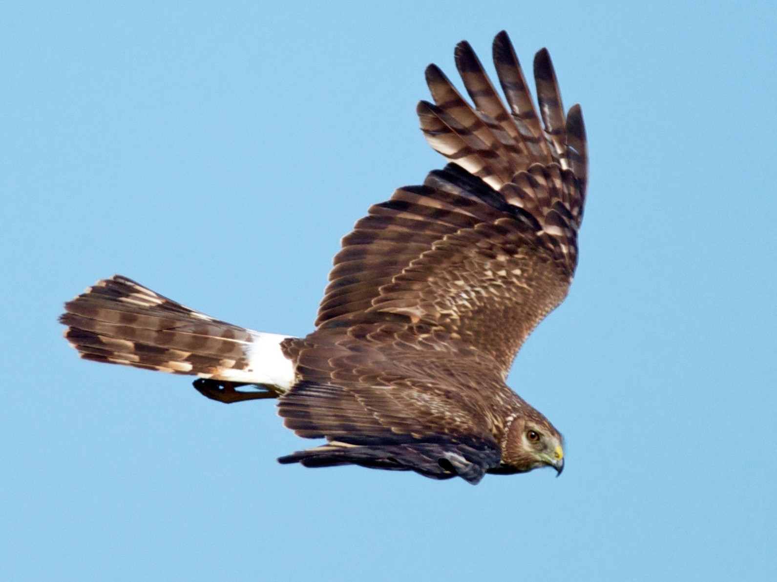 Types Of Harriers , Harrier Bird Guide: What You Need to Know – PJRXM