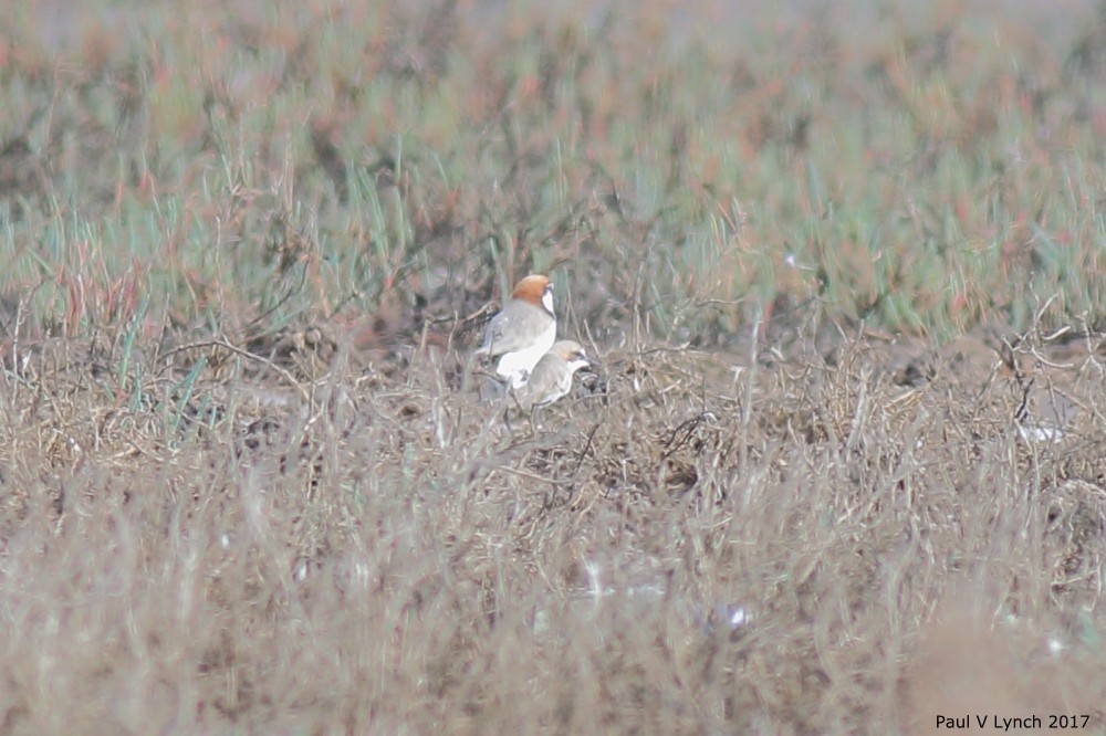 Red-capped Plover - Paul Lynch