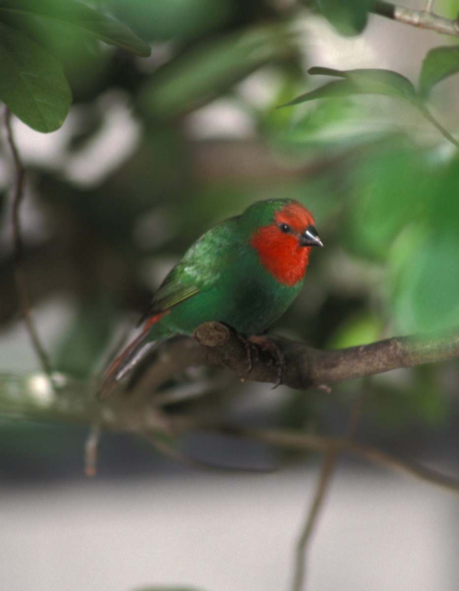 Red-throated Parrotfinch - marvin hyett
