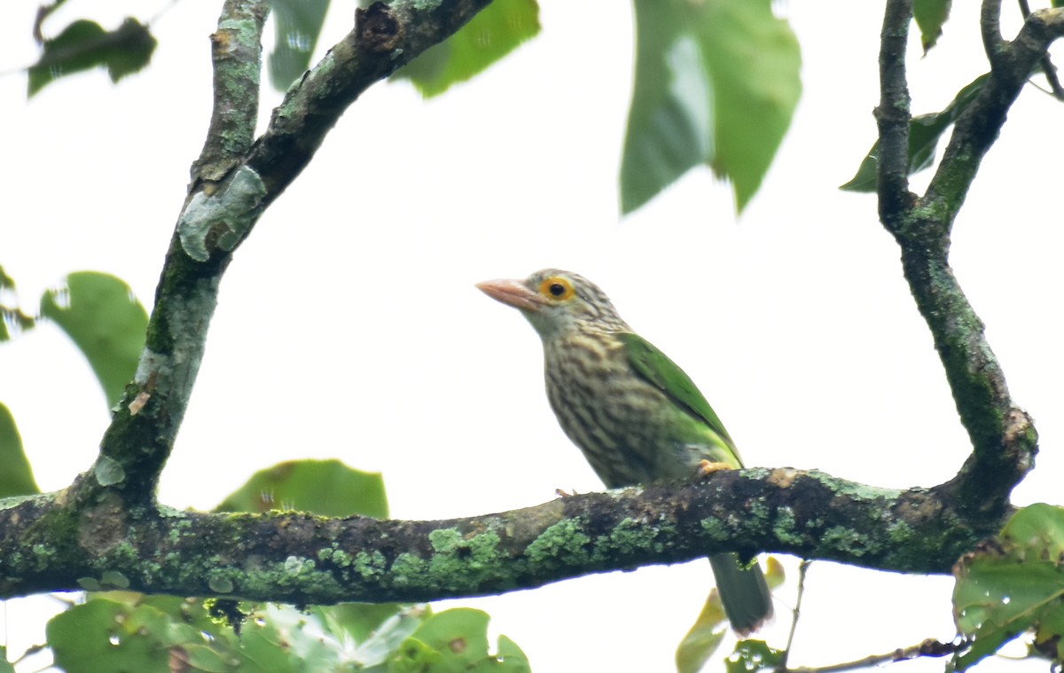 Lineated Barbet - Anonymous