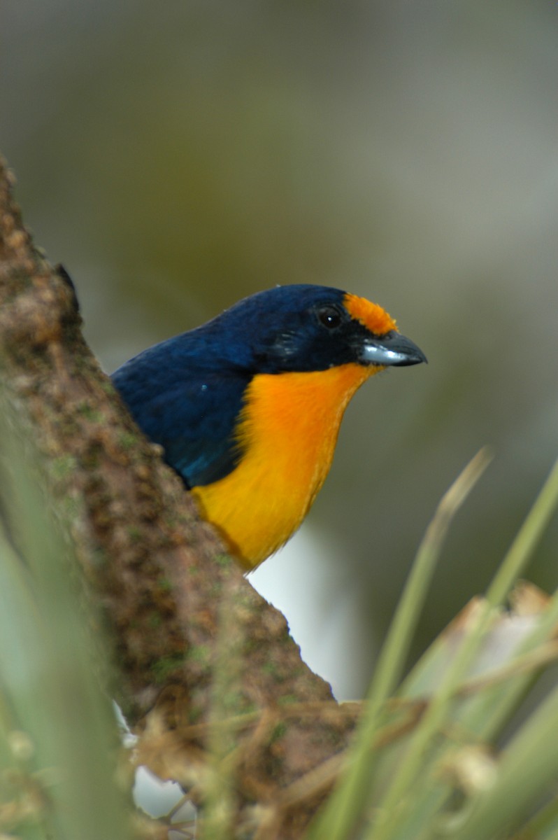 Violaceous Euphonia - marvin hyett