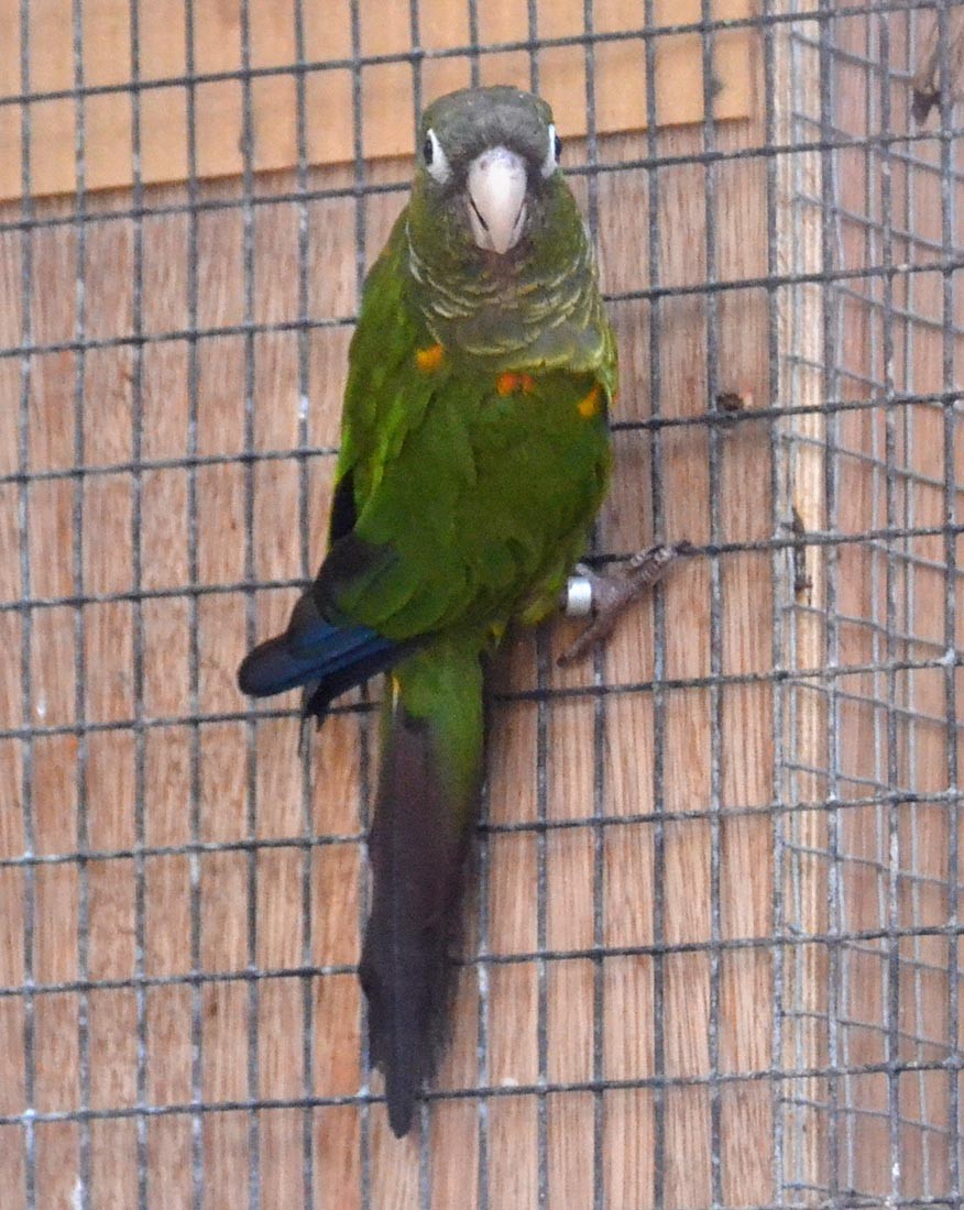 Fiery-shouldered Parakeet - A Emmerson