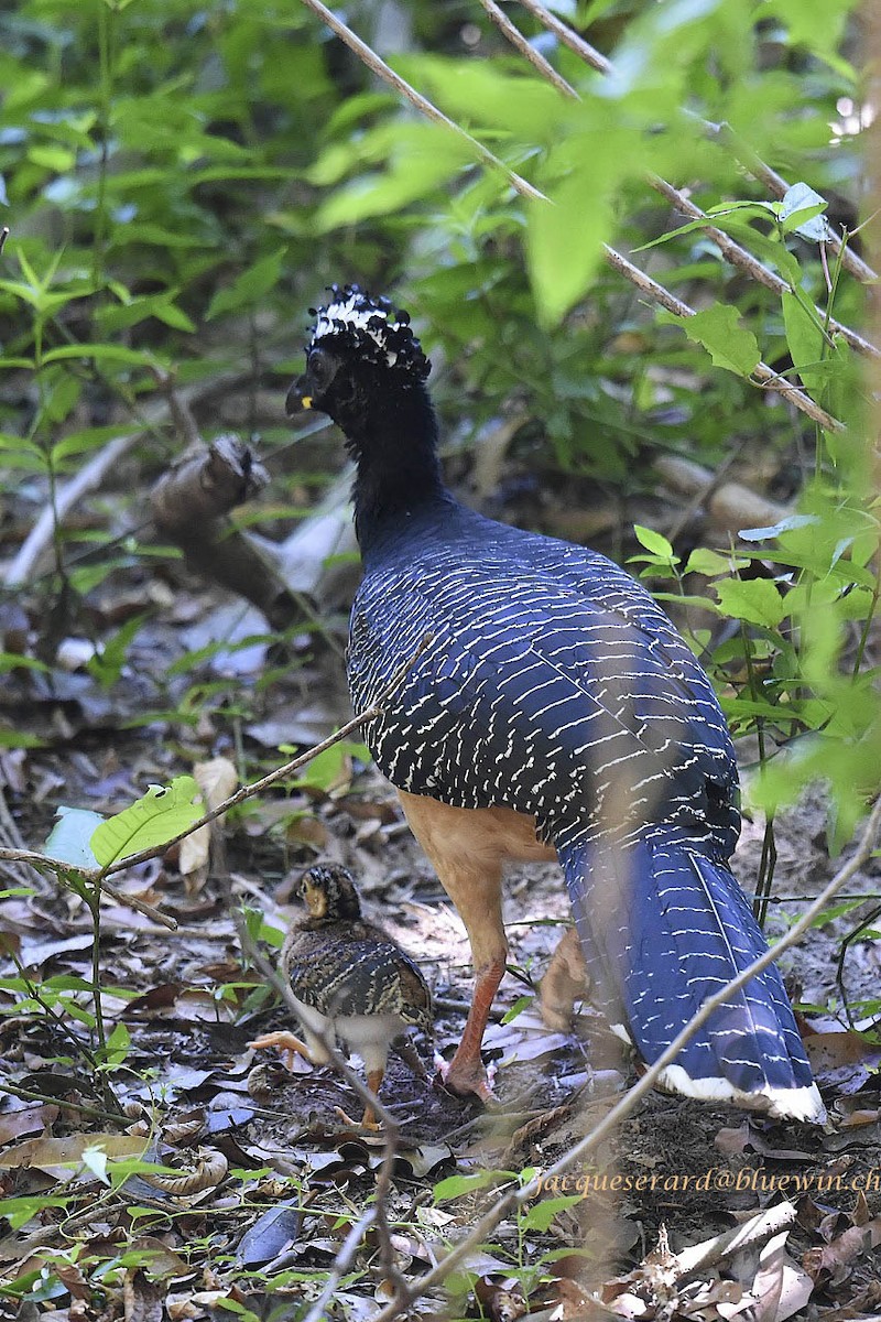 Bare-faced Curassow (Bare-faced) - ML707791