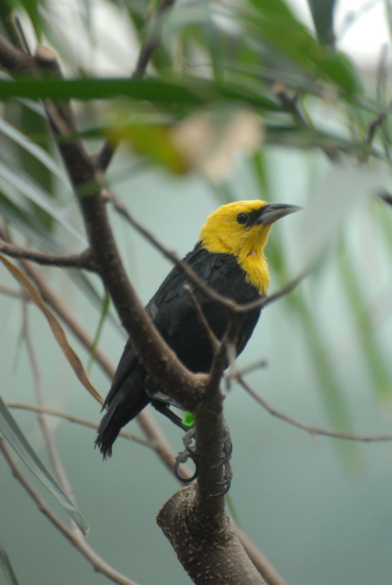 Yellow-hooded Blackbird - marvin hyett