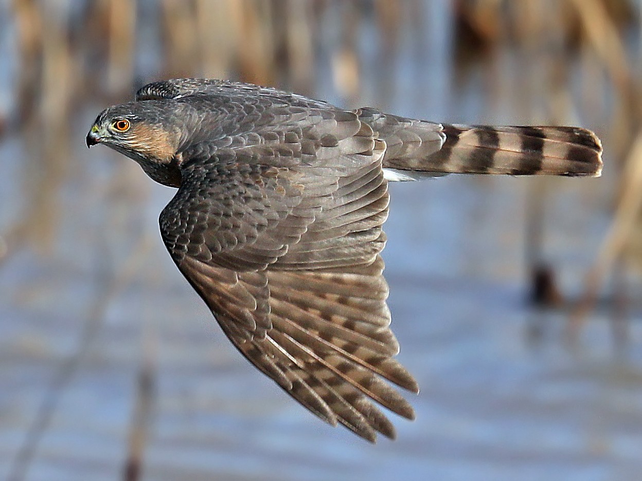 the-7-species-of-hawks-in-virginia-bird-feeder-hub