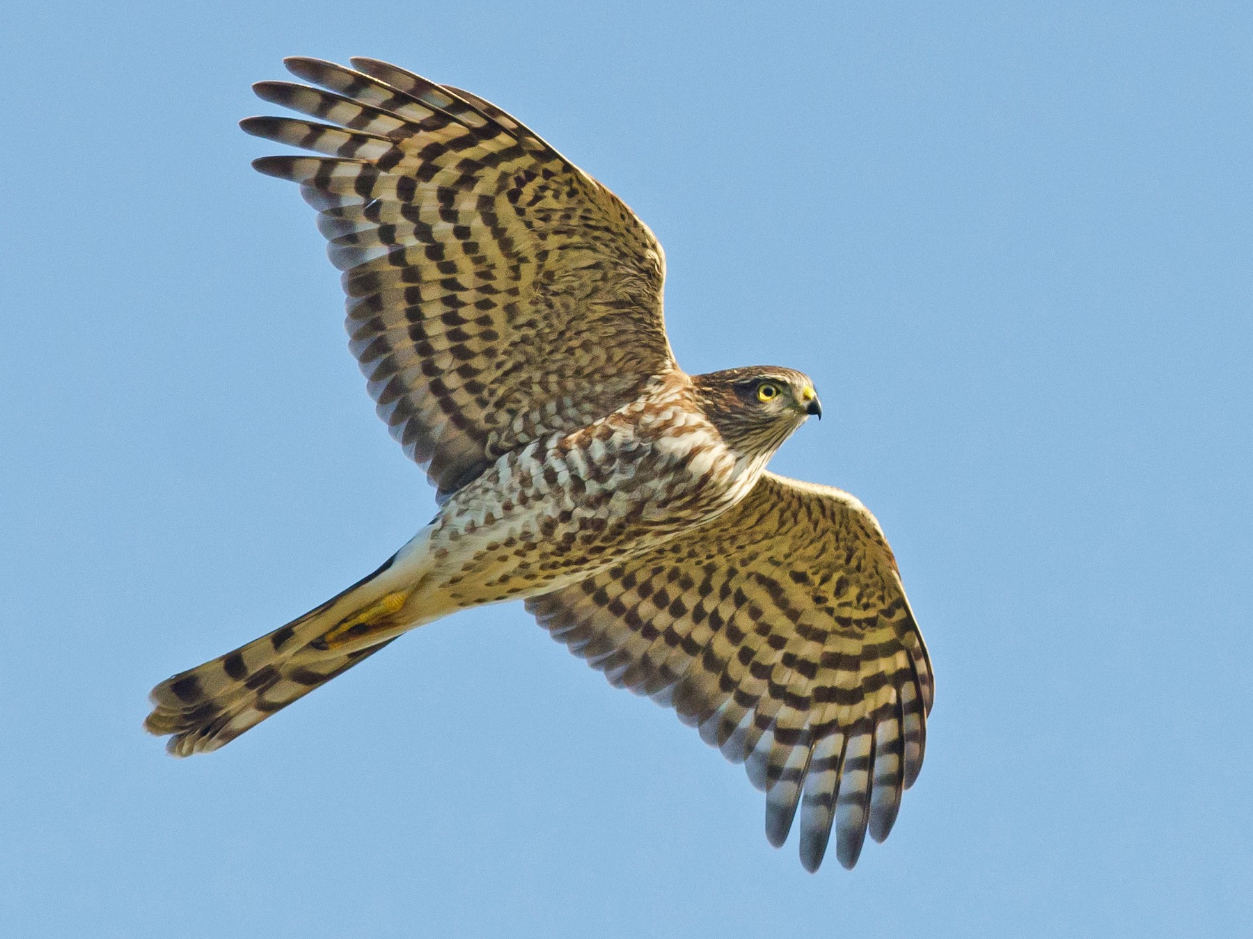 Sharp Shinned Hawk - Call | Size | Juvenile | Diet | Facts | Range ...