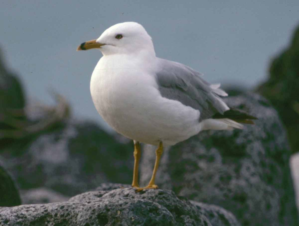 Ring-billed Gull - Cliff Peterson