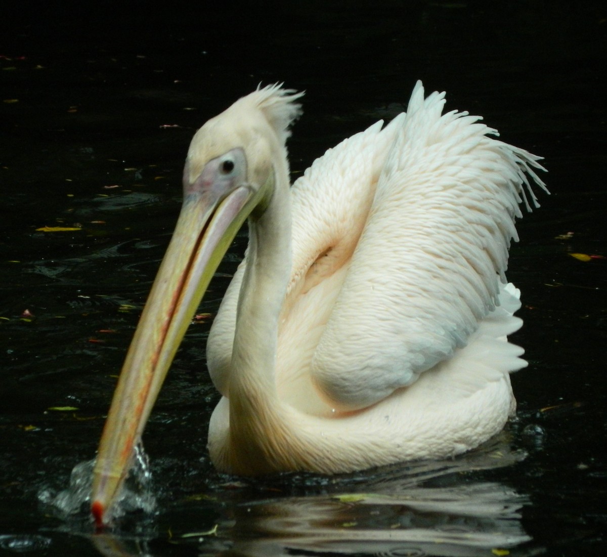 Great White Pelican - Lukasz Pulawski