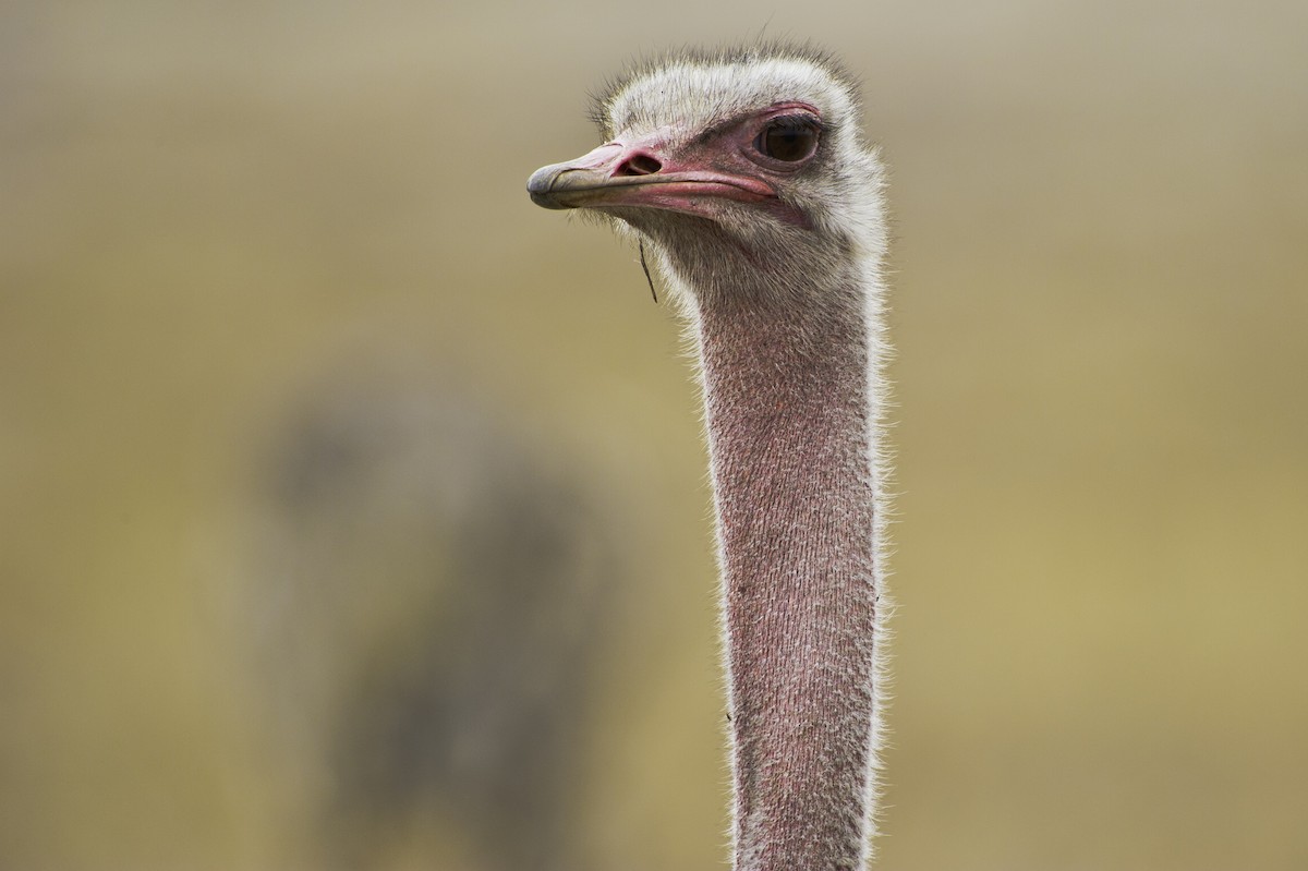 Common Ostrich - Robert Johnson