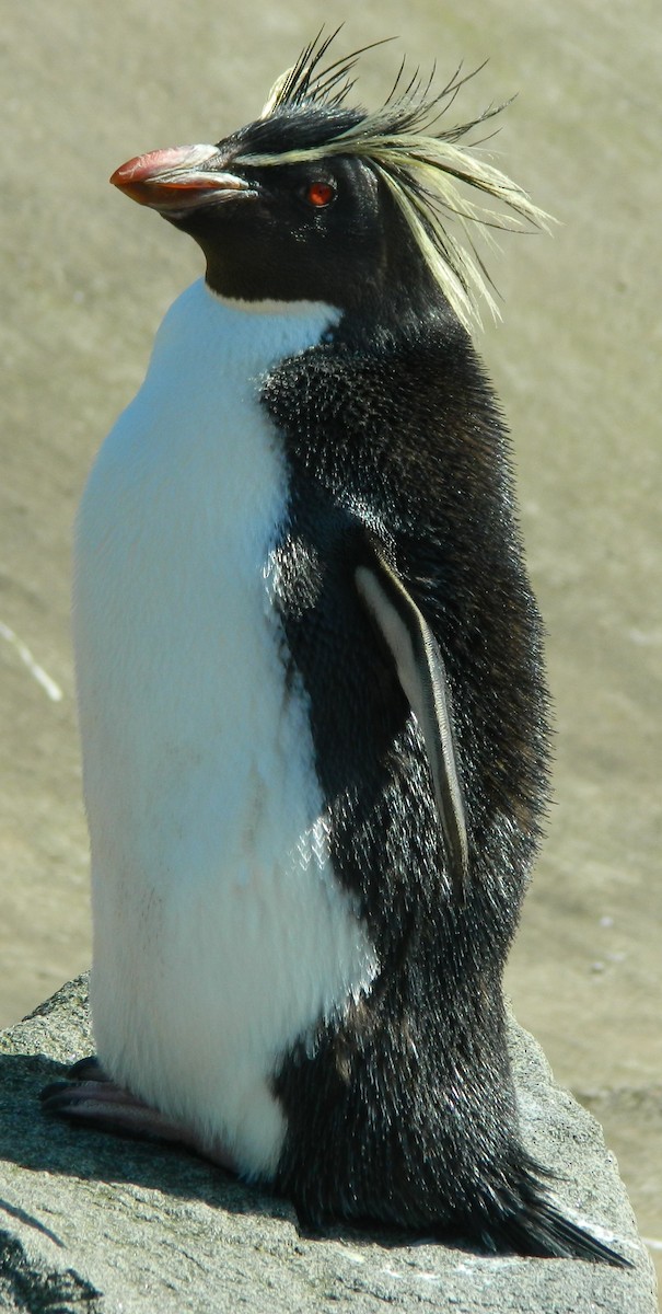 Southern Rockhopper Penguin - Lukasz Pulawski