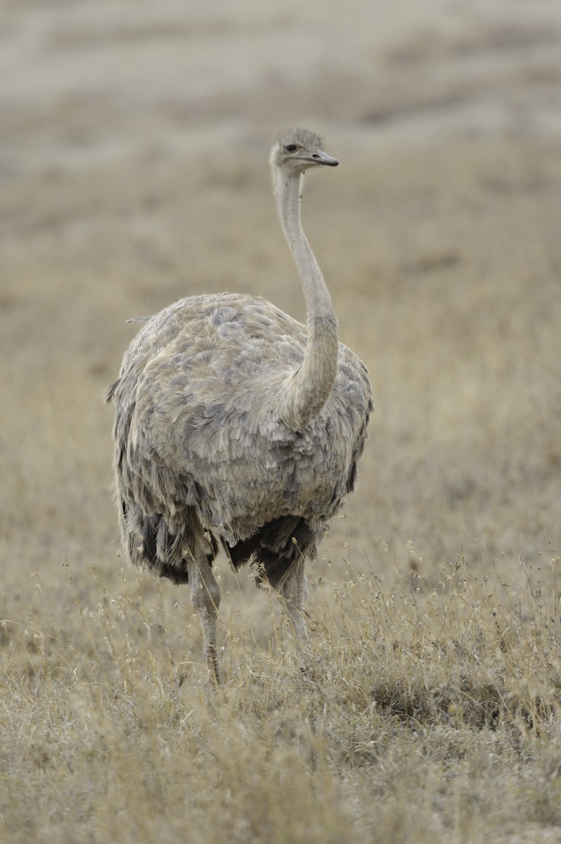 Common Ostrich - ML70782001
