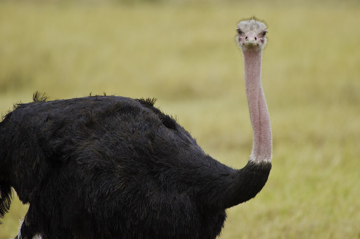 Common Ostrich - Robert Johnson