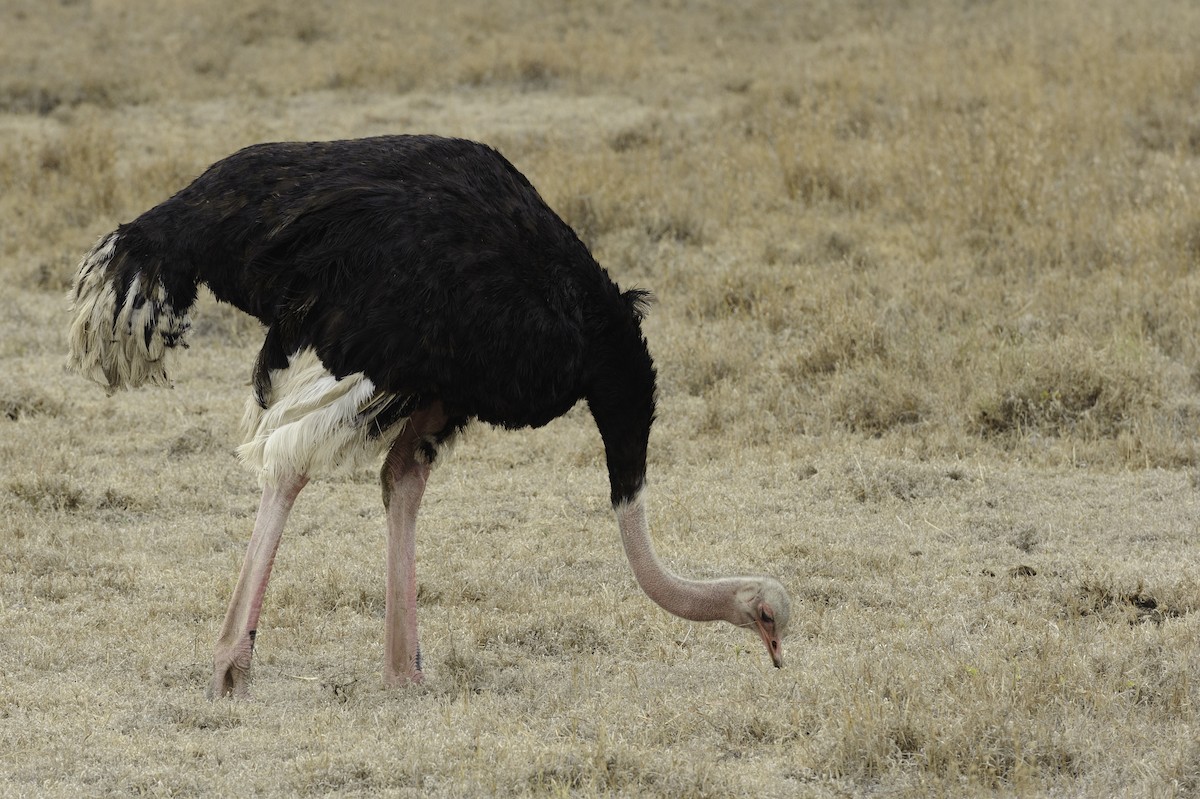 Common Ostrich - ML70783181