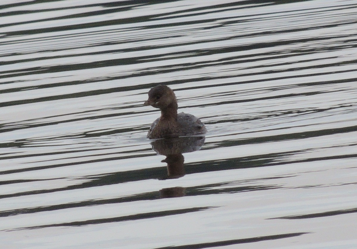 Pied-billed Grebe - Andrew G