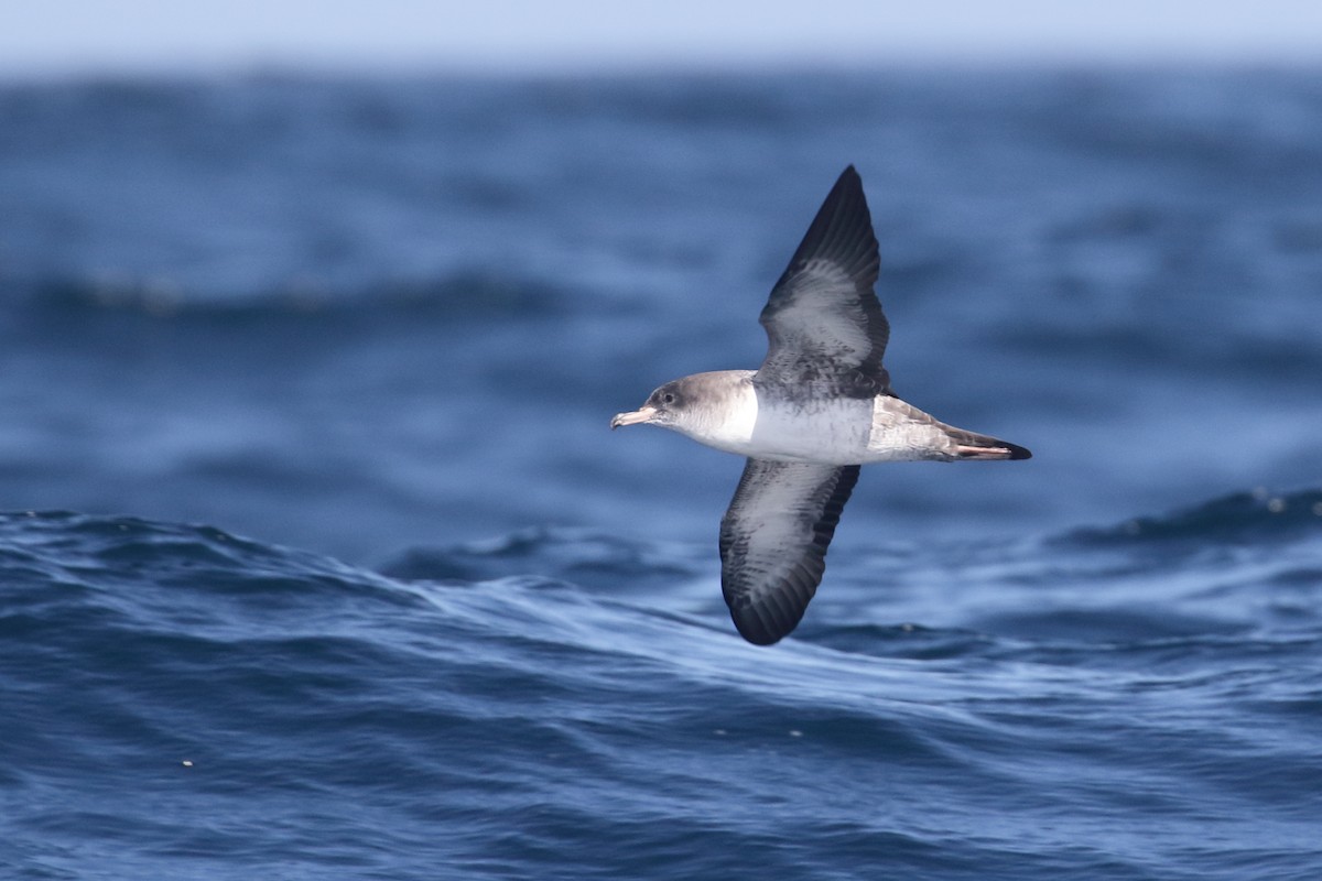 Pink-footed Shearwater - ML70784101