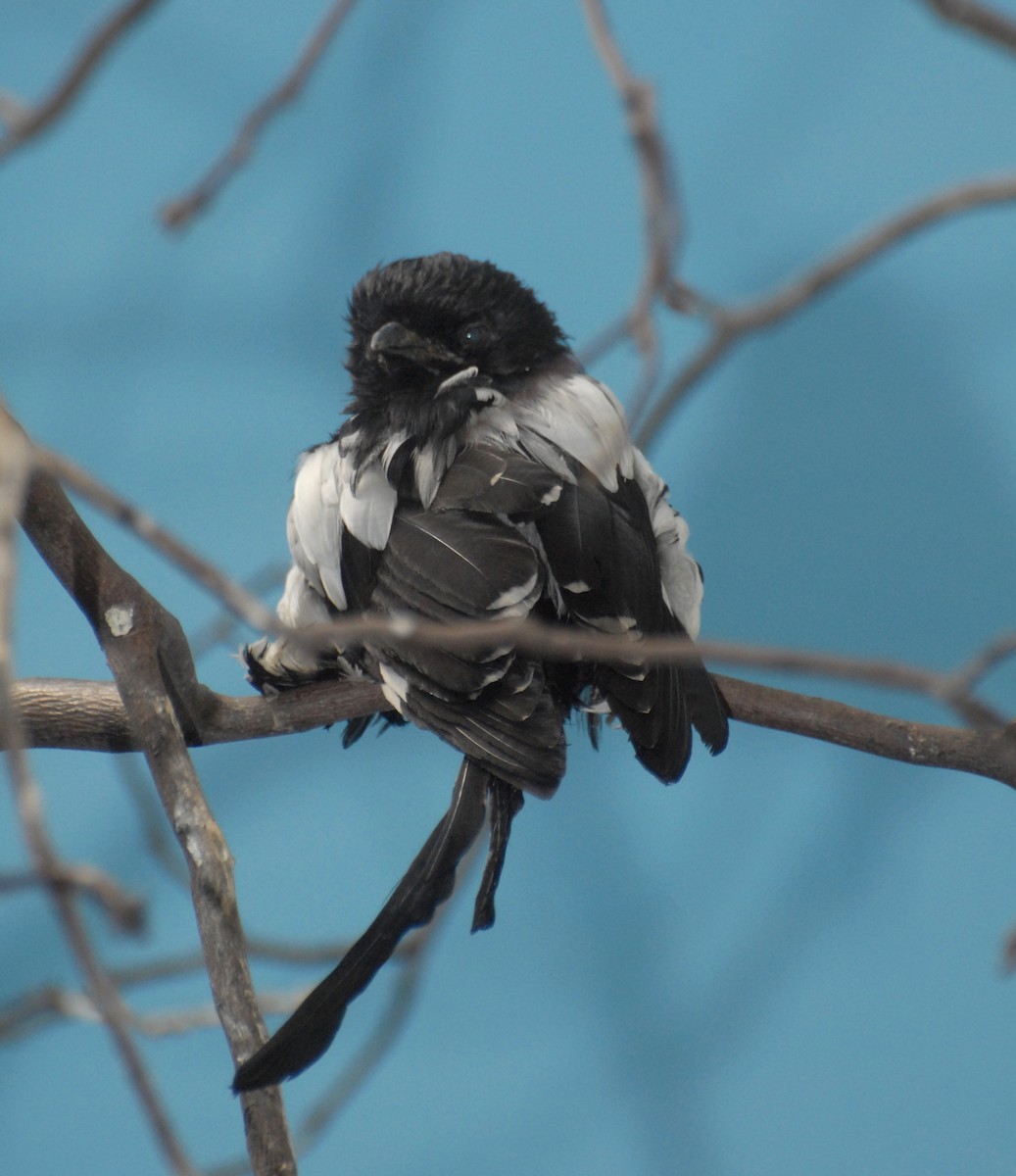 Magpie Shrike - marvin hyett