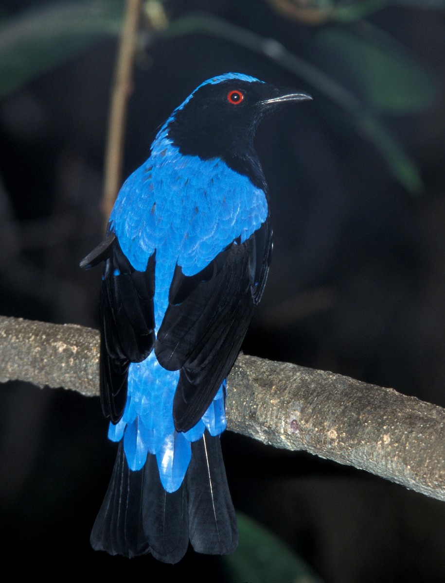 Asian Fairy-bluebird - marvin hyett