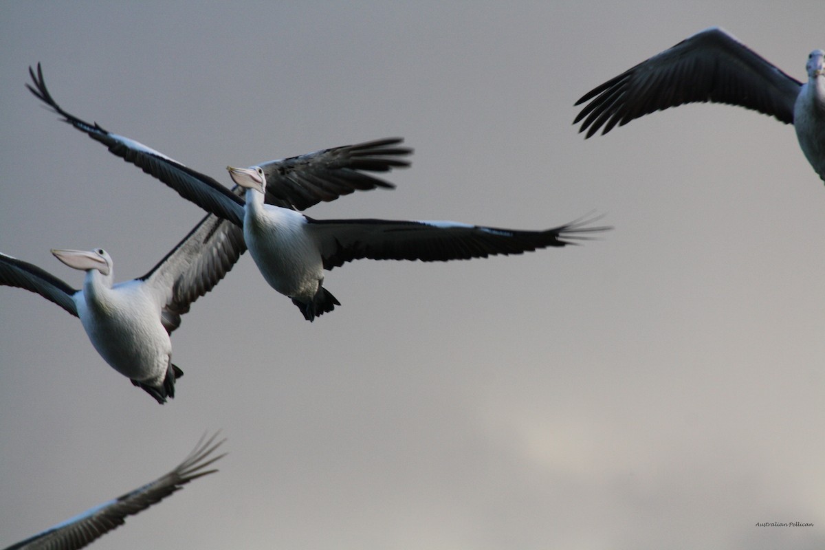 Australian Pelican - mark broomhall