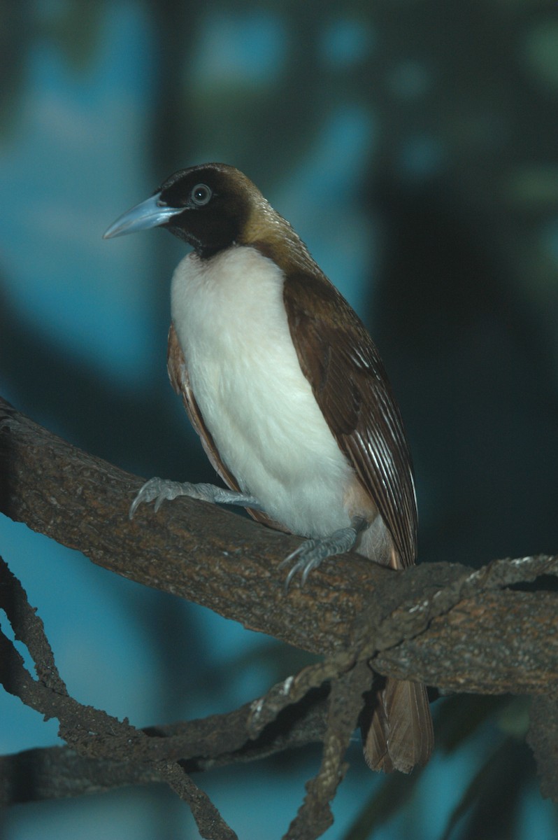 Lesser Bird-of-Paradise - marvin hyett