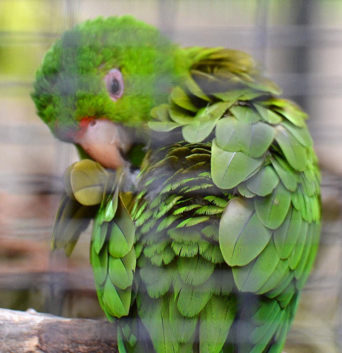 Green Parakeet (Green) - A Emmerson