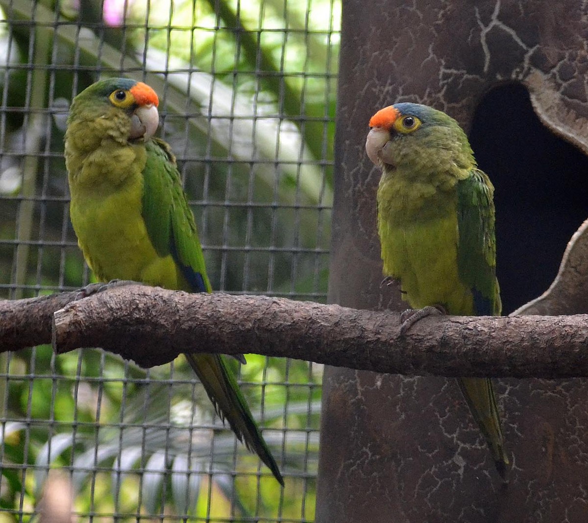 Orange-fronted Parakeet - A Emmerson