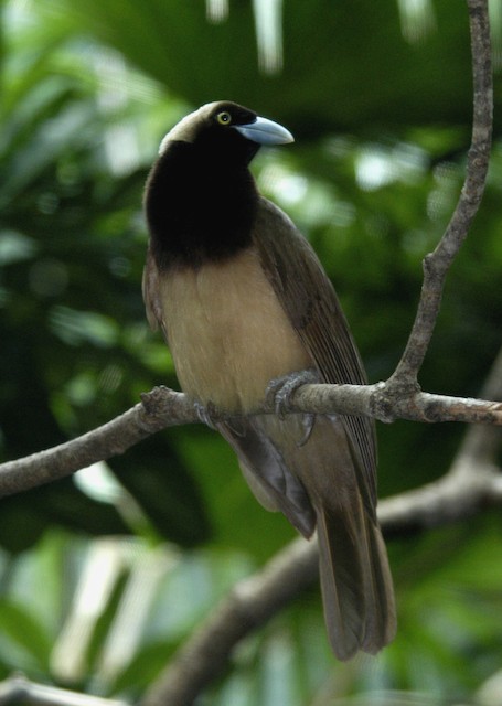 raggiana bird of paradise