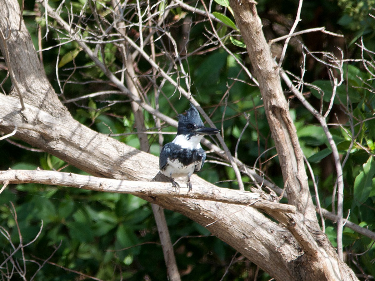 Belted Kingfisher - ML70786631